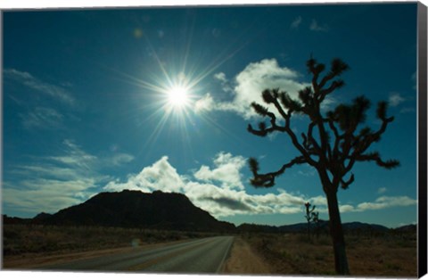 Framed Joshua tree at the roadside, Joshua Tree National Park, California, USA Print