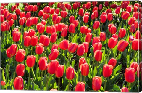 Framed Field of Red Tulips Print