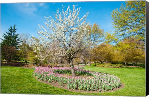 Framed Tree in Sherwood Gardens, Baltimore, Maryland Print