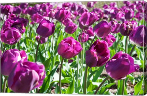 Framed Purple Tulips Print