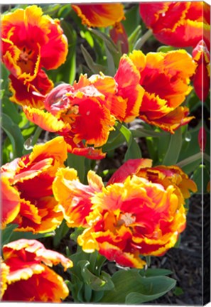 Framed Tulips at Sherwood Gardens, Baltimore, Maryland Print