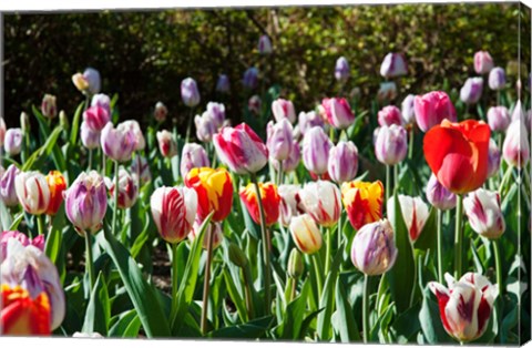 Framed Field of Tulips Print