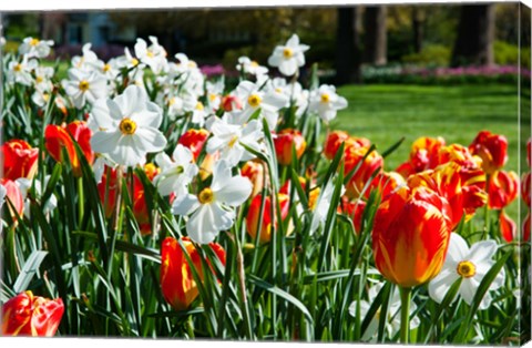 Framed Tulips and other flowers at Sherwood Gardens, Baltimore, Maryland, USA Print