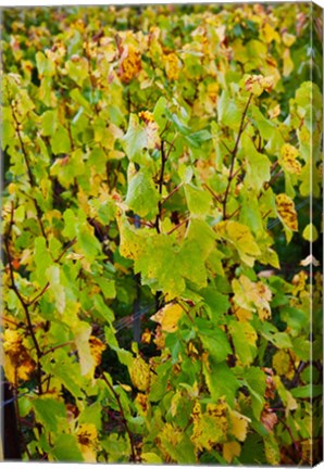 Framed Vineyard in autumn, Chigny-les-Roses, Marne, Champagne-Ardenne, France Print