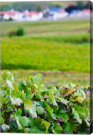 Framed Vineyards in autumn, Chigny-les-Roses, Marne, Champagne-Ardenne, France Print