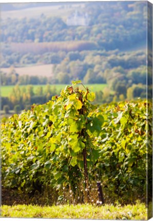 Framed Crops in a vineyard, Chigny-les-Roses, Marne, Champagne-Ardenne, France Print