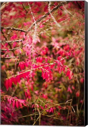 Framed Close-up of a plant in a garden in autumn, Musee de l&#39;Ecole de Nancy, Nancy, Meurthe-et-Moselle, Lorraine, France Print