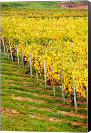 Framed Vineyard, Ozenay, Maconnais, Saone-et-Loire, Burgundy, France Print