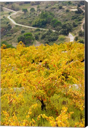 Framed Vineyards, Collioure, Vermillion Coast, Pyrennes-Orientales, Languedoc-Roussillon, France (vertical) Print