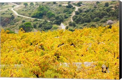 Framed Vineyards, Collioure, Vermillion Coast, Pyrennes-Orientales, Languedoc-Roussillon, France (horizontal) Print