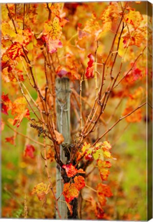 Framed Vineyard in autumn, Gaillac, Tarn, Midi-Pyrenees, France (vertical) Print