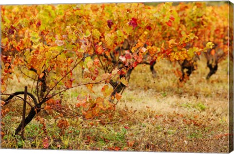 Framed Vineyard in autumn, Gaillac, Tarn, Midi-Pyrenees, France (horizontal) Print