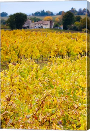 Framed Autumn Vineyards, Montagne, Gironde, Aquitaine, France Print