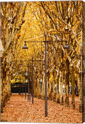 Framed Esplanade des Quinconces park in autumn, Bordeaux, Gironde, Aquitaine, France Print