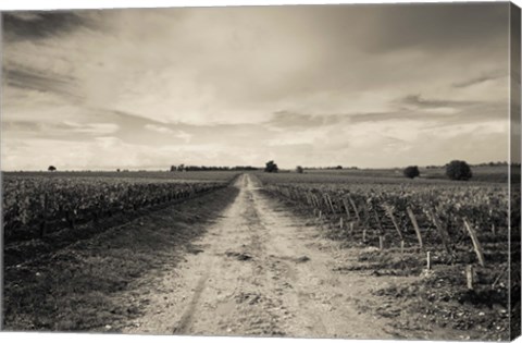 Framed Vineyards in autumn, Pauillac, Haut Medoc, Gironde, Aquitaine, France Print