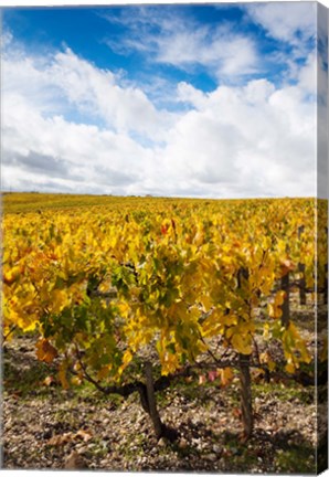 Framed Chateau Lafite Rothschild vineyards in autumn, Pauillac, Haut Medoc, Gironde, Aquitaine, France Print
