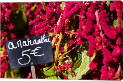 Framed Price tag on Amaranth flowers at a flower shop, Rue De Buci, Paris, Ile-de-France, France Print