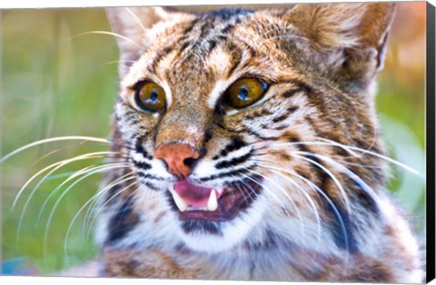 Framed Close-up of a Bobcat (Lynx rufus) Print