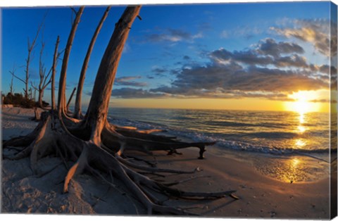 Framed Dead Trees on the Beach at Sunset, Lovers Key State Park, Lee County, Florida Print