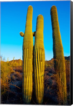 Framed Saguaro Cactus (carnegiea gigantea) in a desert, Tucson, Pima County, Arizona, USA Print