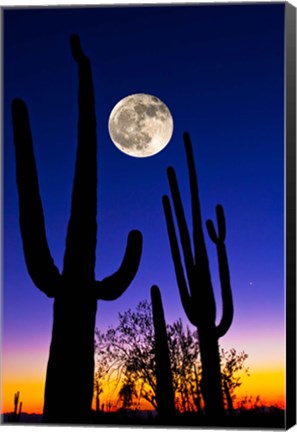 Framed Moon over Saguaro cactus (Carnegiea gigantea), Tucson, Pima County, Arizona, USA Print