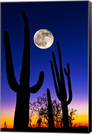 Framed Moon over Saguaro cactus (Carnegiea gigantea), Tucson, Pima County, Arizona, USA Print