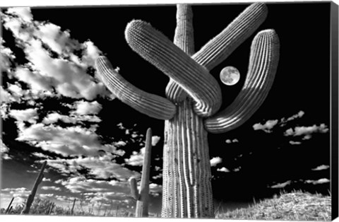 Framed Saguaro cactus, Tucson, Arizona (B&amp;W, horizontal) Print