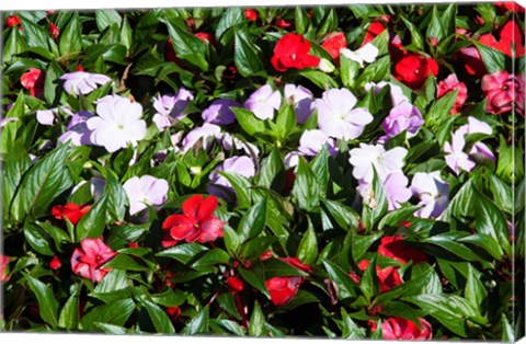 Framed Flowers in the garden at Villa Carlotta, Tremezzo, Lake Como, Lombardy, Italy Print