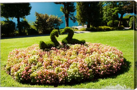 Framed Topiary and flower bed in a garden, Villa Carlotta, Tremezzo, Como, Lombardy, Italy Print