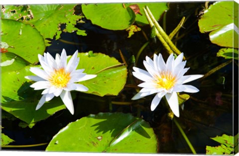 Framed Water lilies with lily pads in a pond, Isola Madre, Stresa, Lake Maggiore, Piedmont, Italy Print