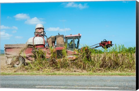 Framed Sugar Cane being Harvested, Australia Print