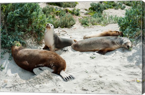 Framed Australian Sea Lions (Neophoca cinerea) resting in sand, Seal Bay, Kangaroo Island, South Australia, Australia Print