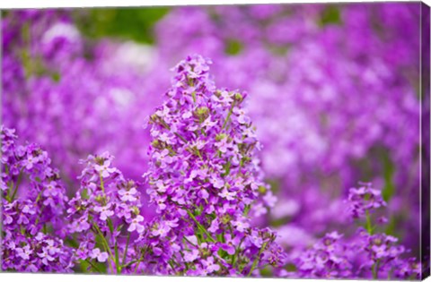 Framed Close-up of Pink Fireweed flowers, Ontario, Canada Print