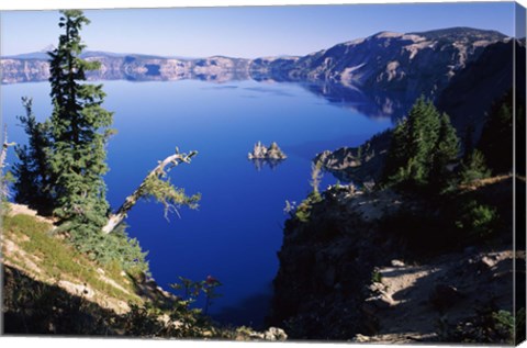 Framed Red Elderberry (Sambucus racemosa) with Phantom Ship island in Crater Lake, Crater Lake National Park, Oregon, USA Print
