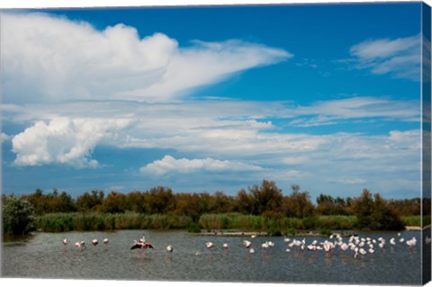 Framed Flamingos in a lake, Parc Ornithologique Du Pont de Gau, D570, Camargue, Bouches-Du-Rhone, Provence-Alpes-Cote d&#39;Azur, France Print