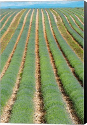 Framed Rows of Lavender, Provence-Alpes-Cote d&#39;Azur, France Print