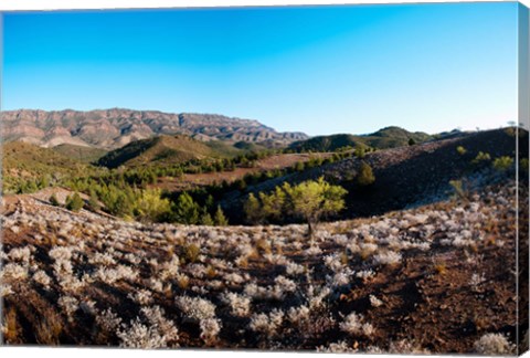 Framed Typical outback landscape, Hawker, Flinders Ranges National Park, South Australia, Australia Print