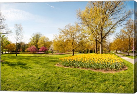 Framed Flowers with trees at Sherwood Gardens, Baltimore, Maryland, USA Print