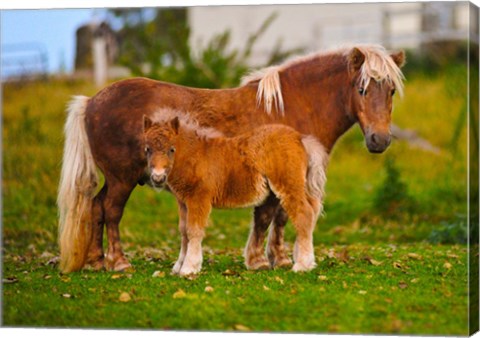 Framed Shetland ponies standing on the grass Print