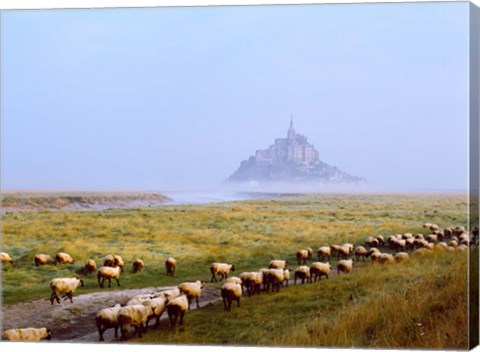 Framed Flock of sheep in a field with Mont Saint-Michel island in the background, Manche, Basse-Normandy, France Print