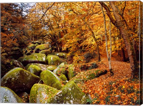 Framed Autumn Trees with Granite Rocks, Huelgoat forest, Finistere, Brittany, France Print