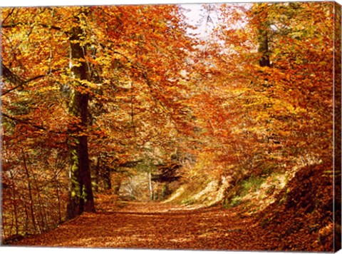 Framed Trees at Huelgoat forest in autumn, Finistere, Brittany, France Print