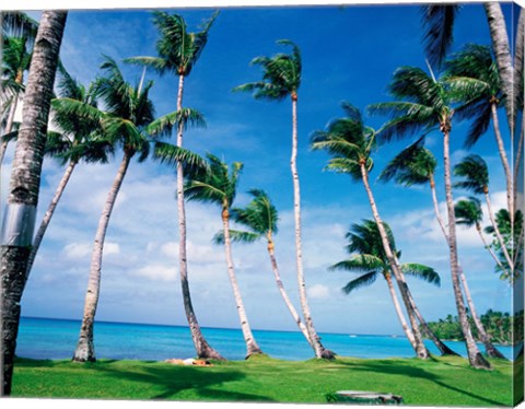 Framed Palm trees Turkey Print