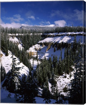 Framed Snow covered trees in winter, Godfrey Glen, Crater Lake National Park, Oregon, USA Print