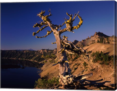 Framed Whitebark Pine tree at lakeside, Merriam Point, Crater Lake National Park, Oregon, USA Print