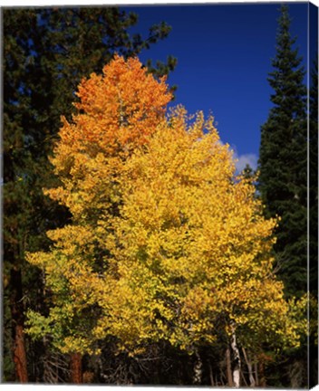 Framed Ponderosa pine with Aspen and Fir trees in autumn, Crater Lake National Park, Oregon, USA Print