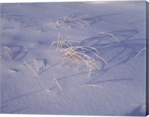 Framed Snow covered grass on South Rim, Crater Lake National Park, Oregon, USA Print