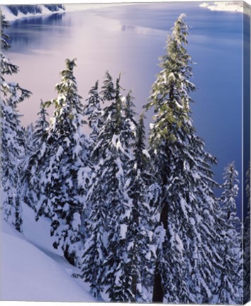 Framed Snow Covered Trees at South Rim, Crater Lake National Park, Oregon Print