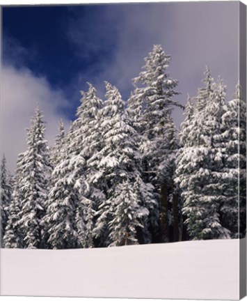 Framed Snow Covered Western Hemlock and Fir Trees on Munson Ridge, Crater Lake National Park, Oregon Print