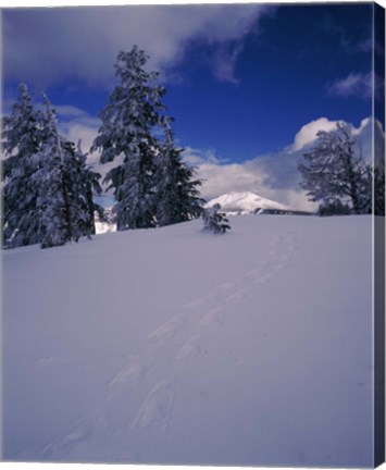 Framed Snowshoe tracks on snow, Mt. Scott, Crater Lake National Park, Oregon, USA Print